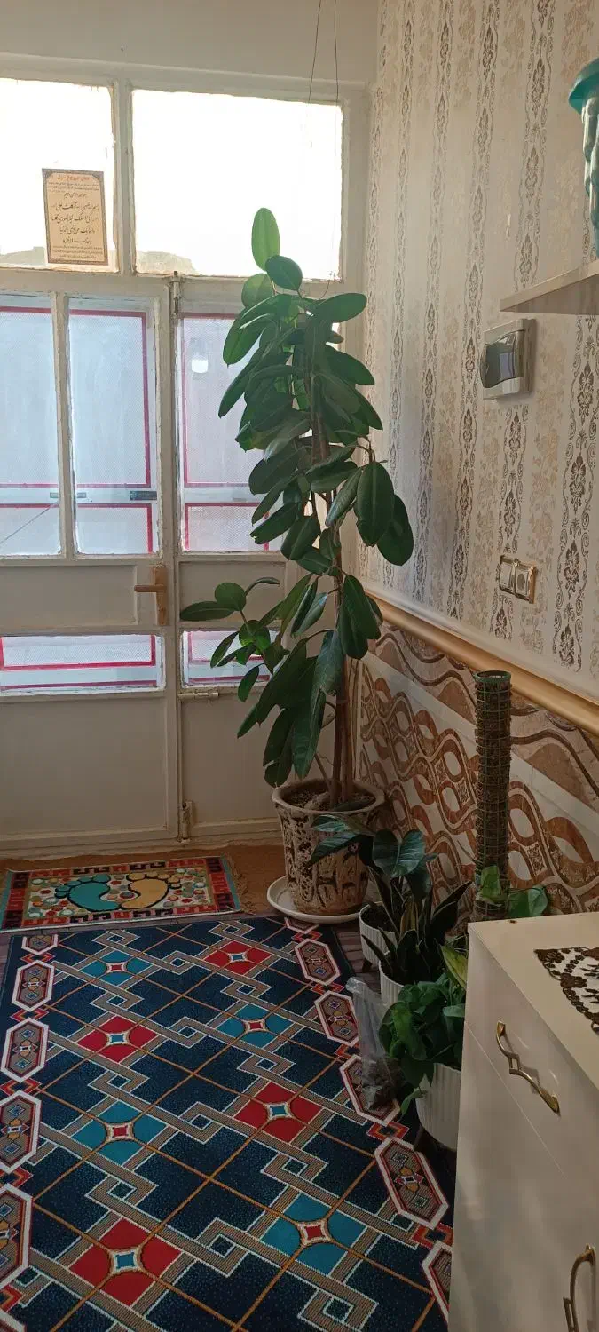 درخت فیکوس غول پیکر|گل و گیاه طبیعی|کرباسک, |دیوار