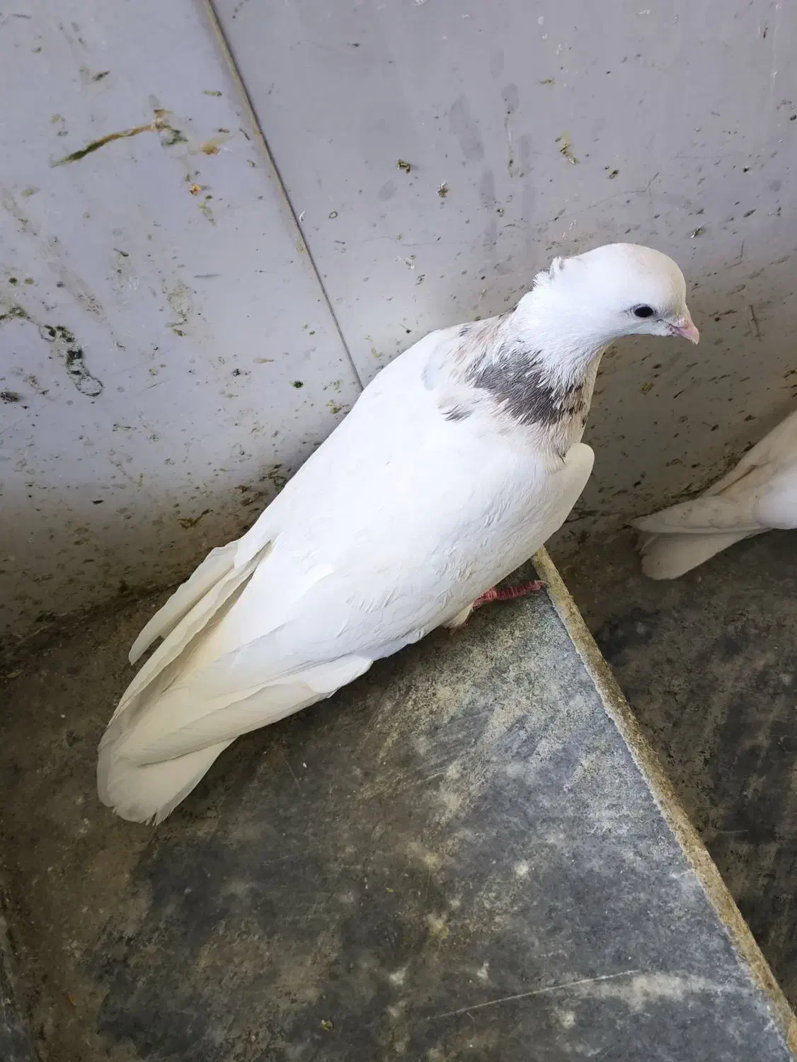 طوقی|پرنده|دهدشت, |دیوار