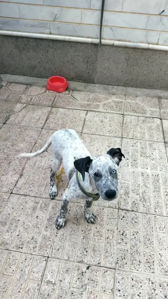 سگ نژاد دار اشپیتس|سگ|خسروشاه, |دیوار