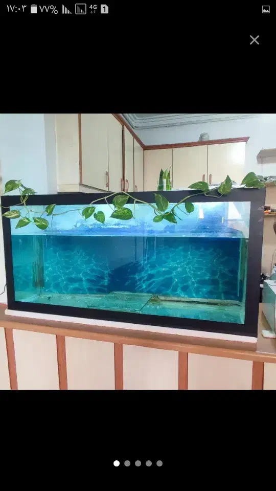 آکواریوم|ماهی|گلبهار, شهر جدید گلبهار|دیوار