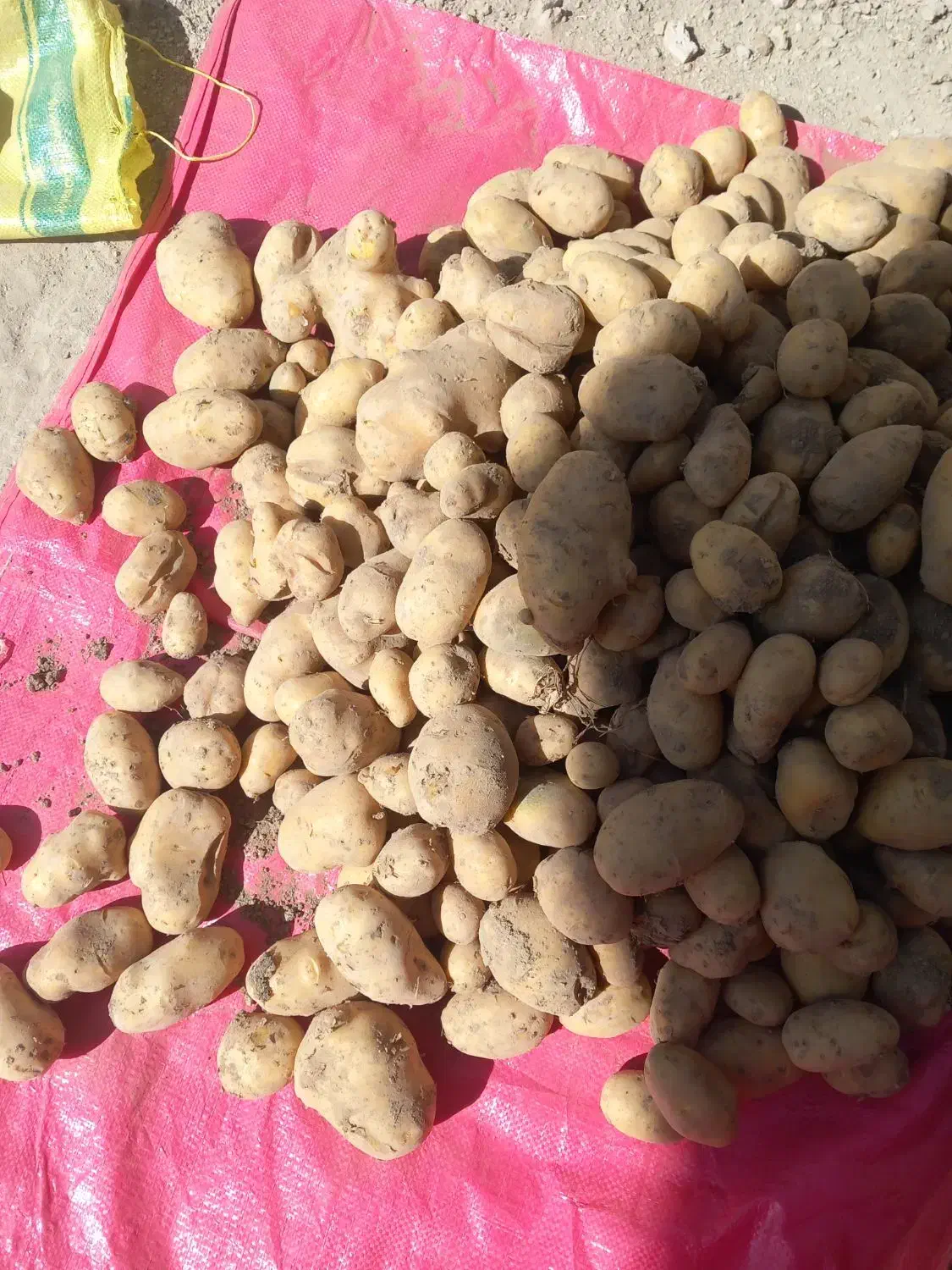 سیب زمینی آگریا|خوردنی و آشامیدنی|داران, |دیوار