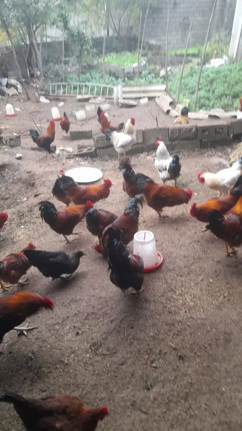 فروش ویژه خروس محلی|حیوانات مزرعه|رامسر, |دیوار