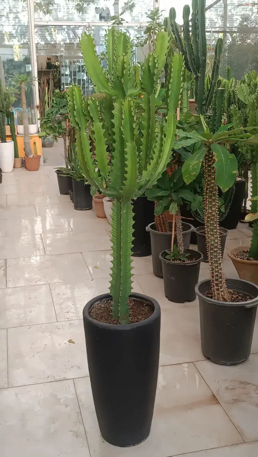 انواع افوربیا|گل و گیاه طبیعی|مشهد, شهرک صنعتی توس|دیوار