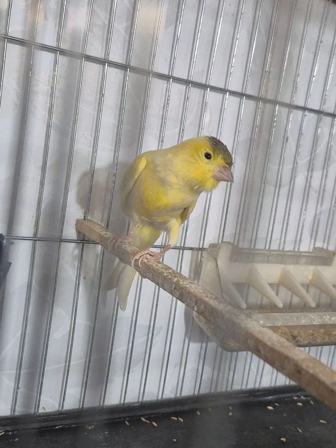 قناری نر بسیار زیبا|پرنده|اندیشه, اندیشه فاز ۱|دیوار