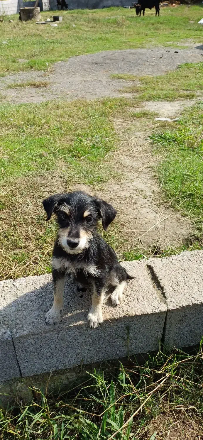 سگ کوچولو (پاکوتاه )|سگ|کوچصفهان, |دیوار