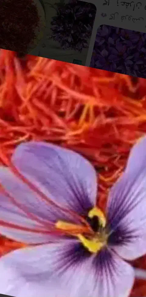 زعفران اصل را از کشاورز بدون واسطه بگیرید|خوردنی و آشامیدنی|تهران, شهرک غرب|دیوار