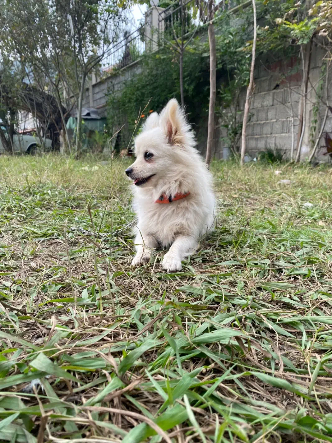 سک چیواوا|سگ|رشت, لاکان شهر|دیوار