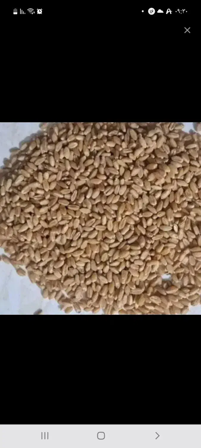 گندم ترابی|عمدهفروشی|بندر ماهشهر, |دیوار