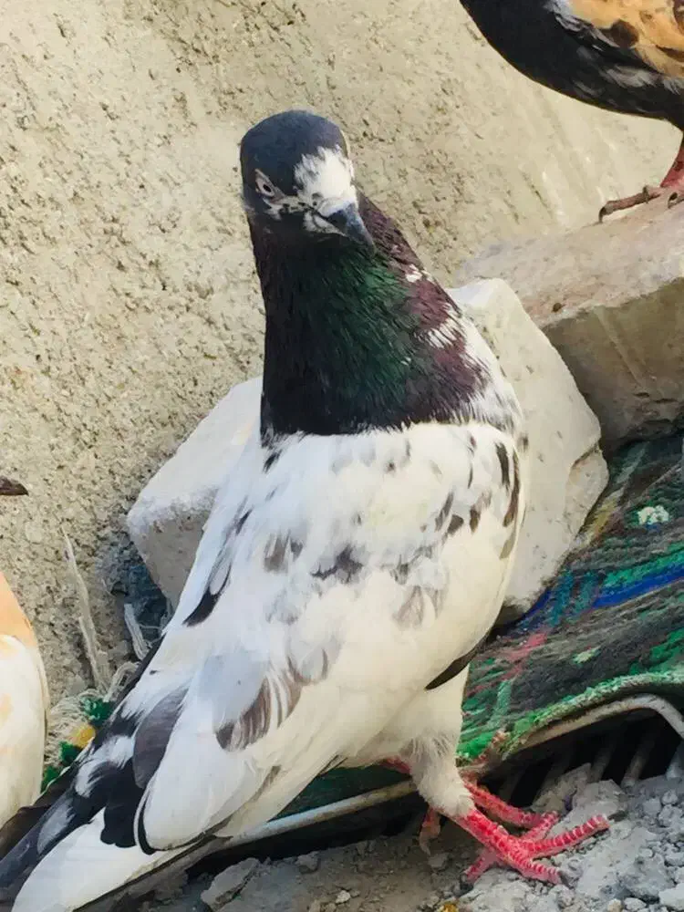 کبوتر|پرنده|ایرانشهر, |دیوار