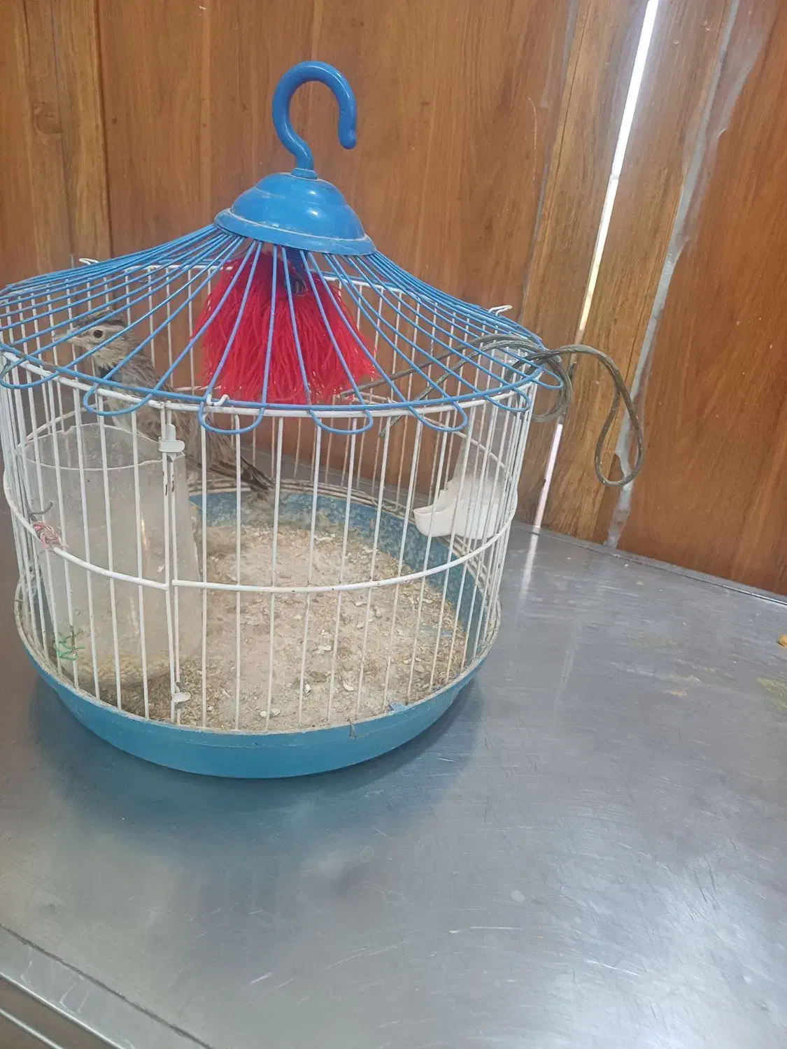 سهره خاکی بخون شلاقی|پرنده|قم, هفت تیر|دیوار