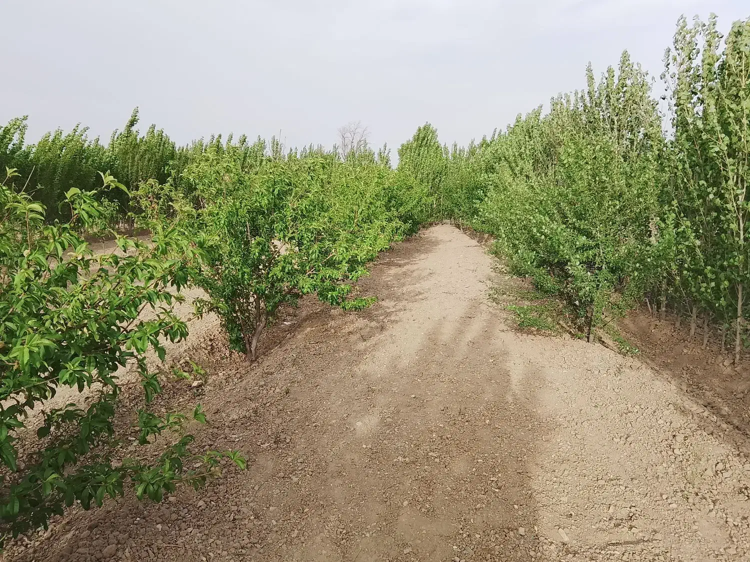 باغ|فروش زمین و ملک کلنگی|چهاردانگه (تهران), |دیوار