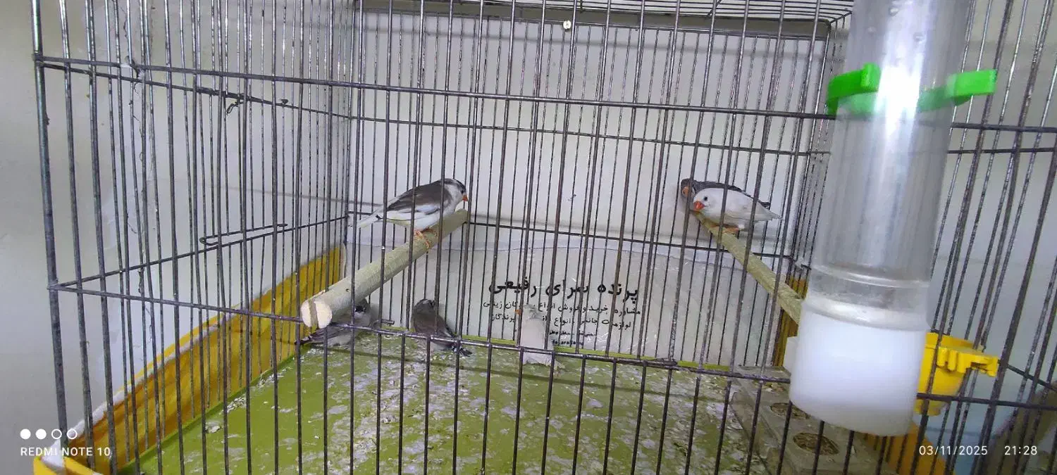 فنچ|پرنده|خمینیشهر, |دیوار