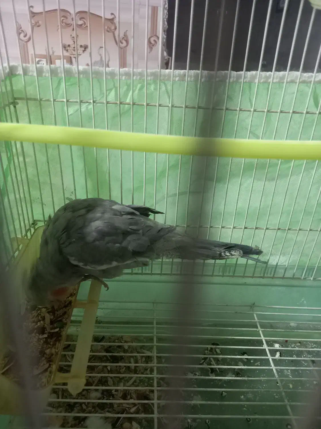 عروس هلندی|پرنده|خاش, |دیوار