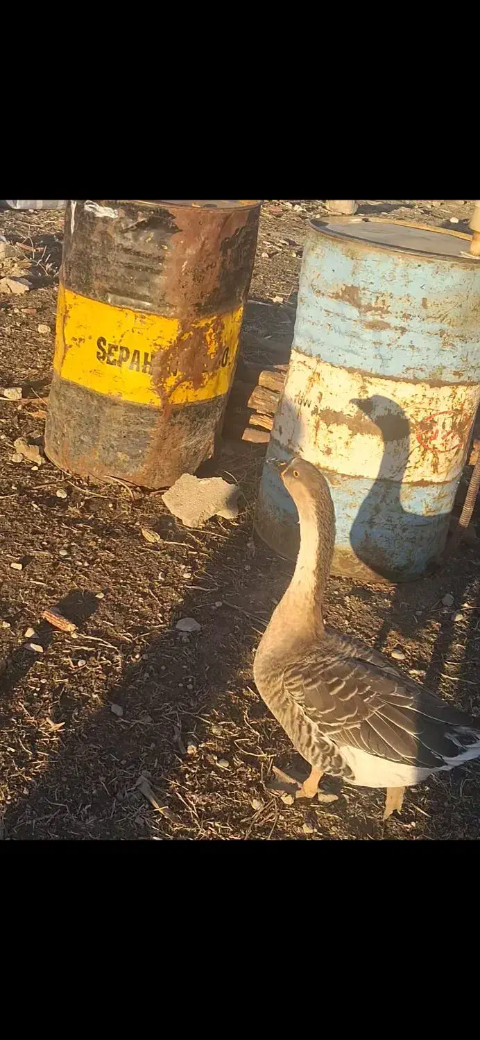 قو غاز|حیوانات مزرعه|سرپل ذهاب, |دیوار