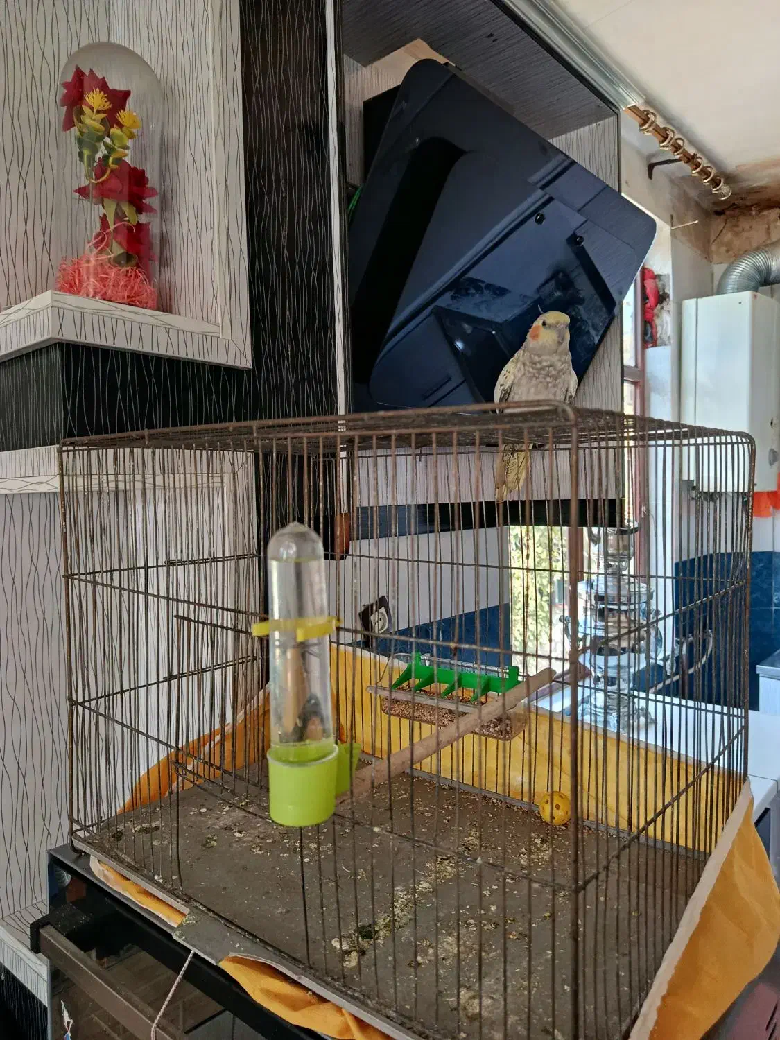 عروس هلندی|پرنده|الیگودرز, |دیوار