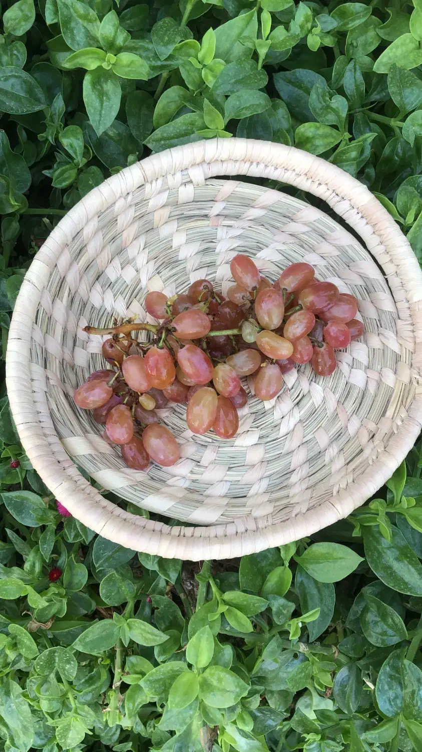 انواع سبدهای حصیری و گپو بافی|صنایع دستی و سایر لوازم تزئینی|گرگان, |دیوار