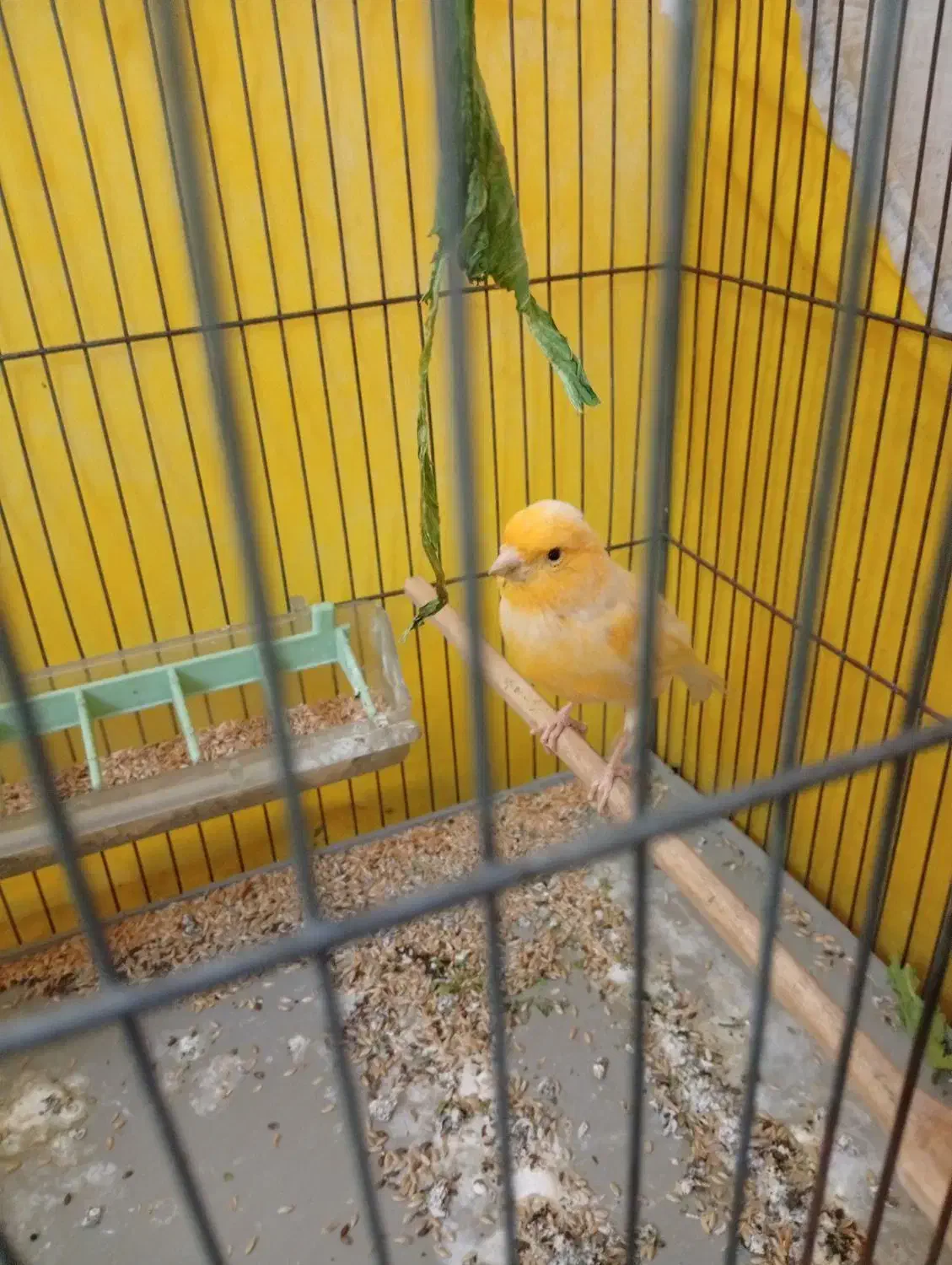 قناری پرتغالی نر|پرنده|الوند, |دیوار