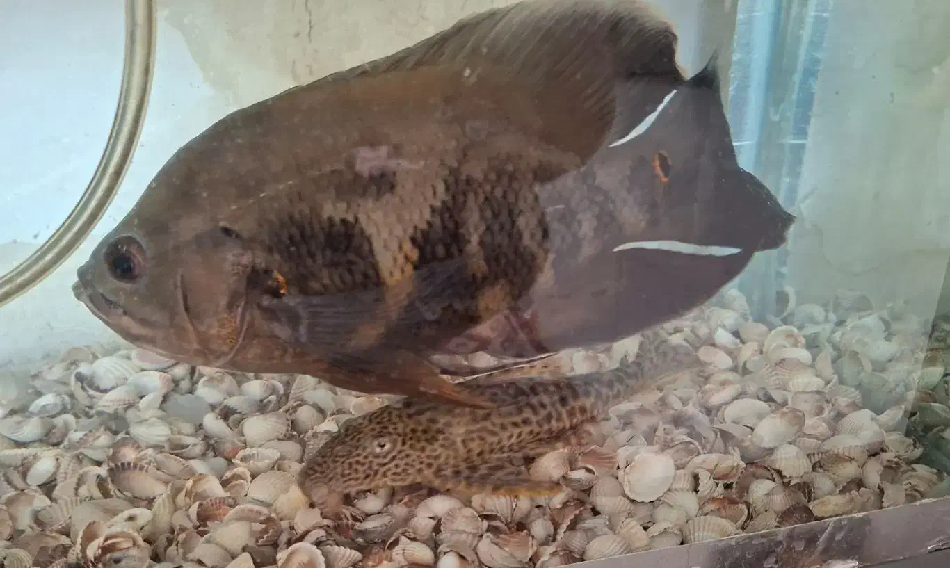 ماهی لجن خوار و اسکارت|ماهی|میاندوآب, |دیوار