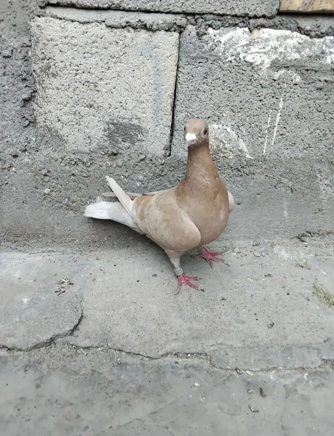 ماده یاهو زرد پلاکی|پرنده|اهواز, دانشگاه چمران|دیوار