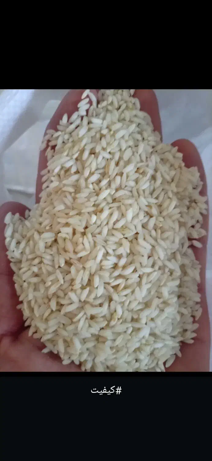 عرضه مستقیم برنج خالص عنبربو برداشت هفته پیش|خوردنی و آشامیدنی|بوشهر, |دیوار