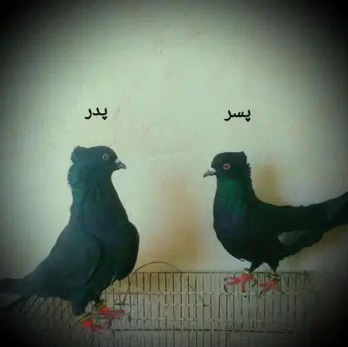 کبوتر فروشی|پرنده|تکاب, |دیوار