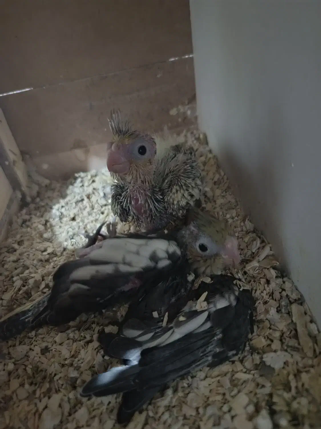 عروس هلندی|پرنده|میانه, |دیوار