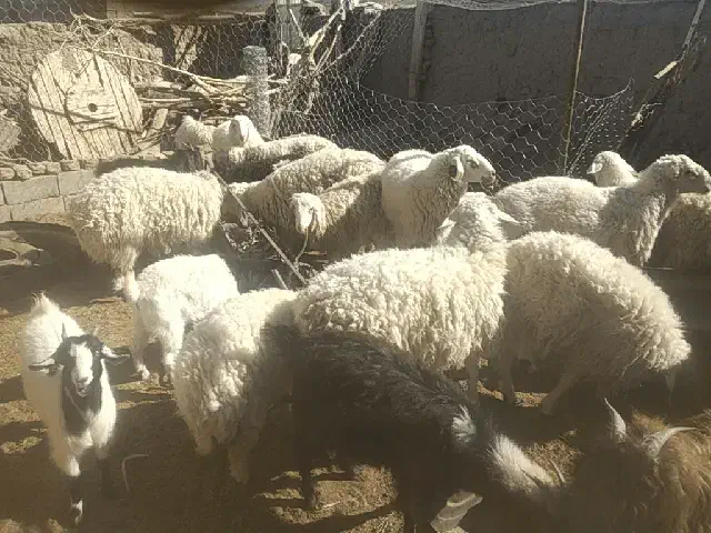 بره نر چاق|حیوانات مزرعه|سده (خراسان جنوبی), |دیوار