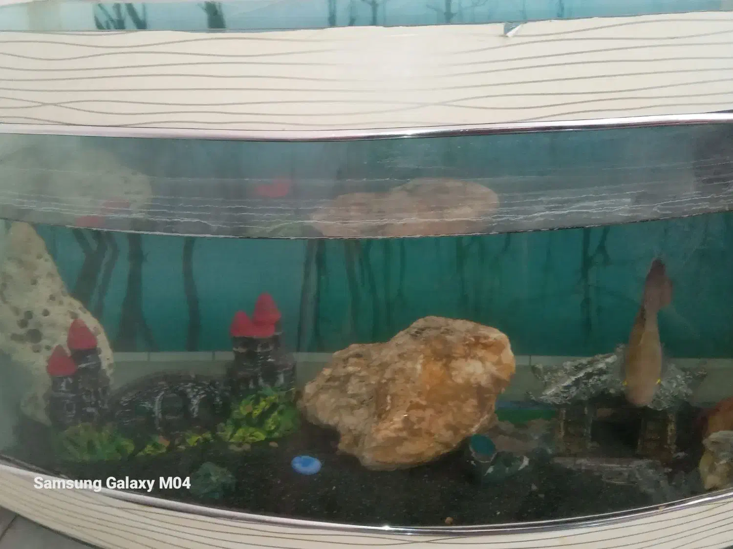 آکواریوم|ماهی|باسمنج, |دیوار