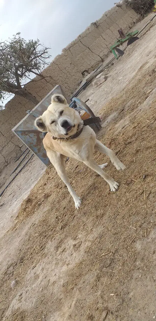 واگذاری سگ‌نگهبان|سگ|چناران, |دیوار