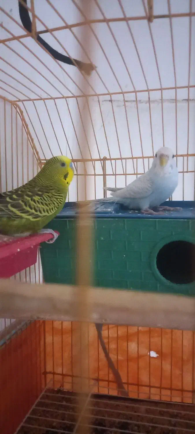 مرغ‌عشق‌بالغ|پرنده|مسجد سلیمان, |دیوار