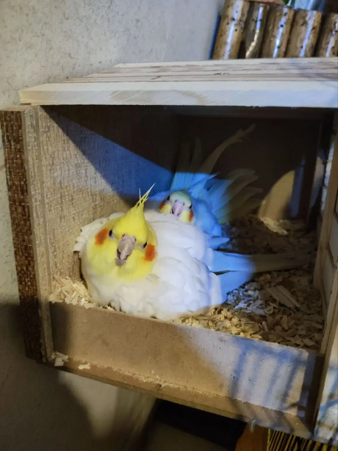 یه جفت طوطی عروس مولد معاوضه با فنچ|پرنده|فردیس, منظریه|دیوار