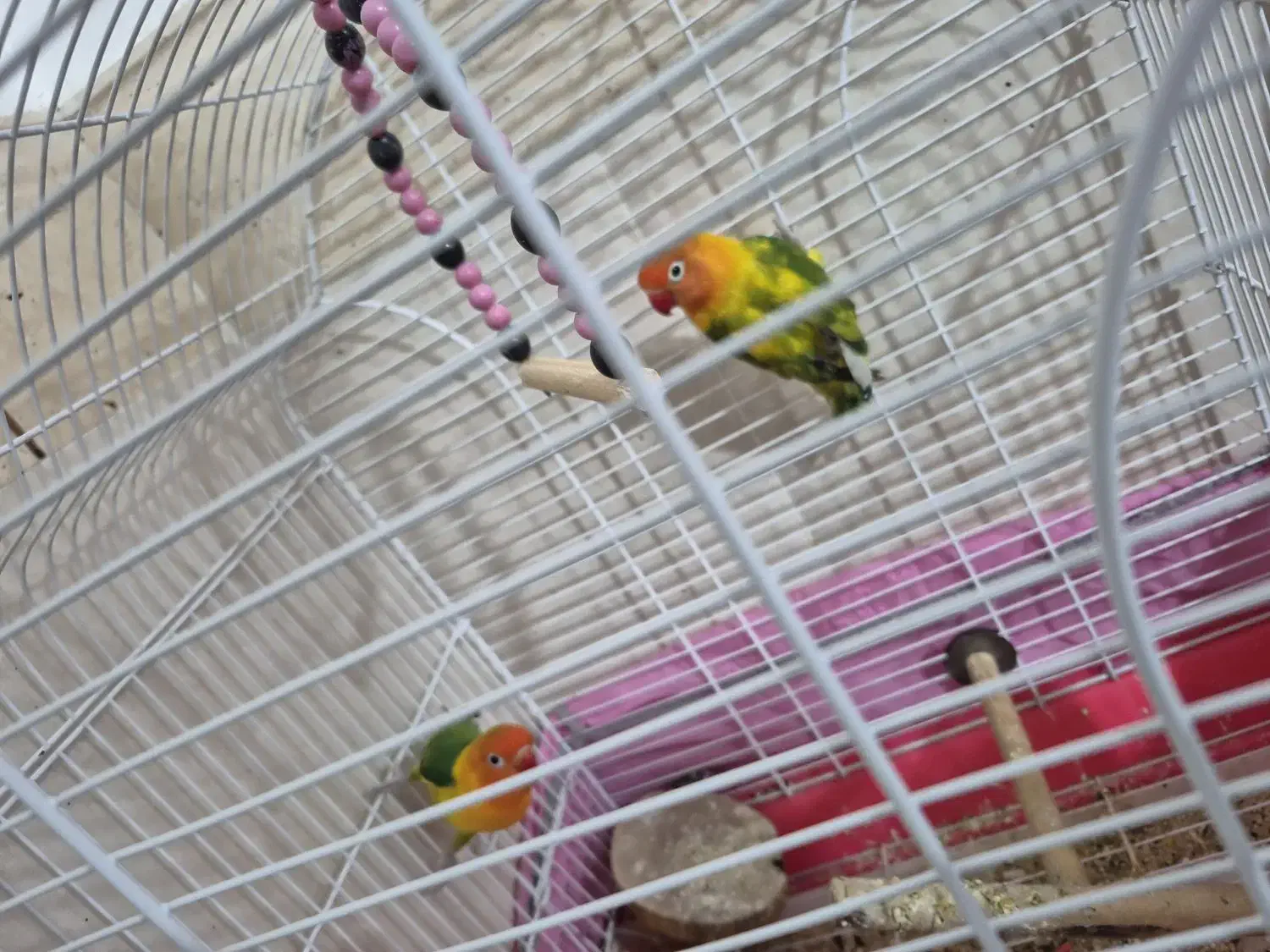 کتوله برزیلی|پرنده|زرند, |دیوار