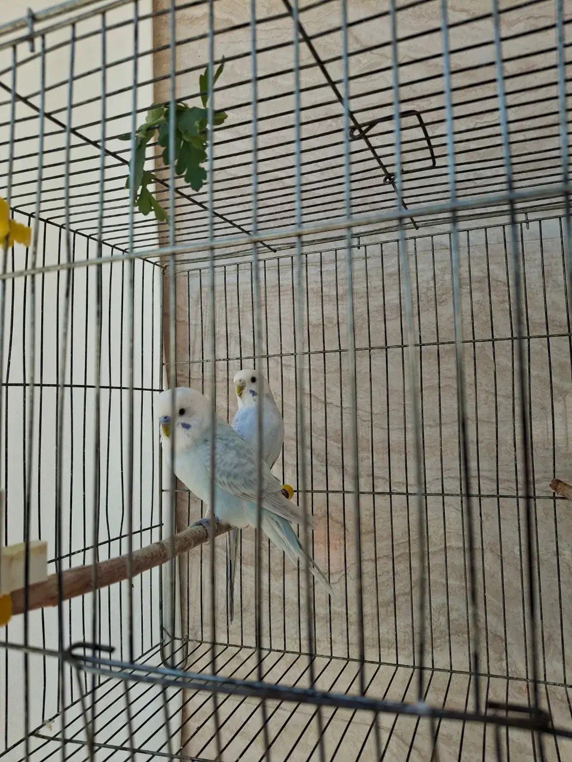 مرغ عشق|پرنده|مرودشت, رامجرد یک|دیوار