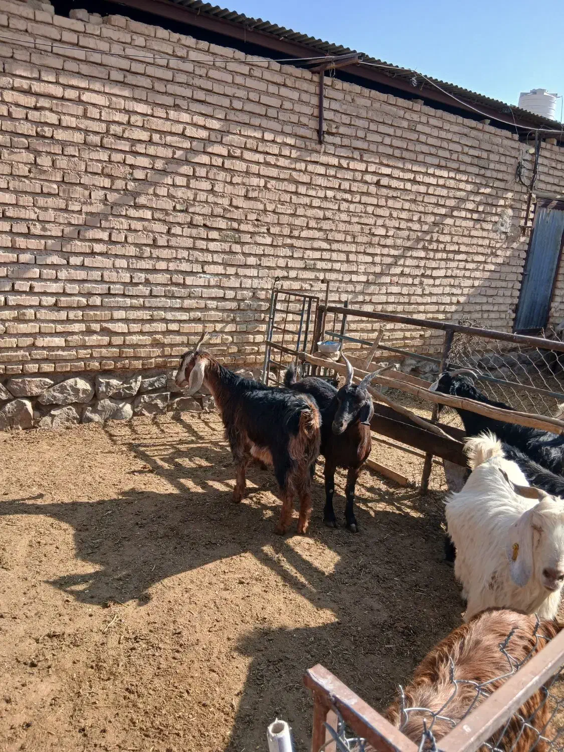 فروش بز کهره دار جوان|حیوانات مزرعه|مرودشت, رامجرد یک|دیوار