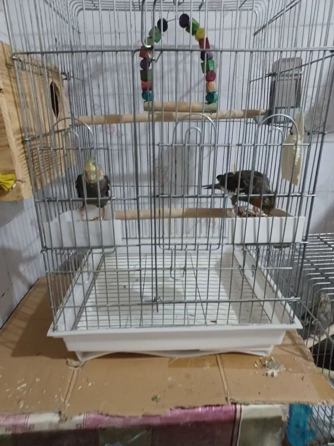 عروس هلندی|پرنده|آبپخش, |دیوار