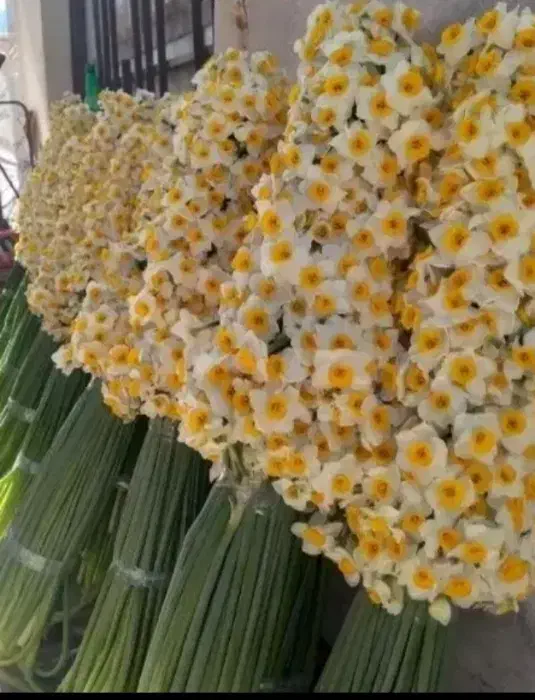 گل نرگس|گل و گیاه طبیعی|آزادشهر, |دیوار