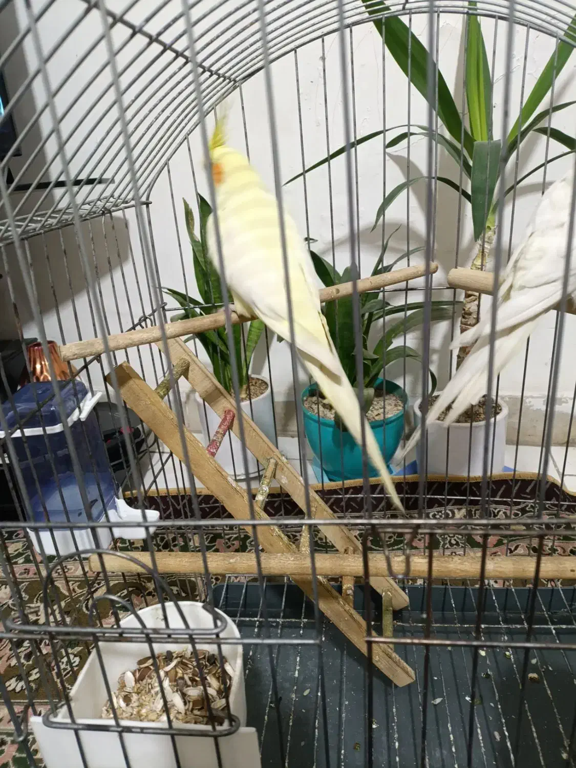 عروس هلندی|پرنده|فردیس, شهرک ۱۱۰|دیوار