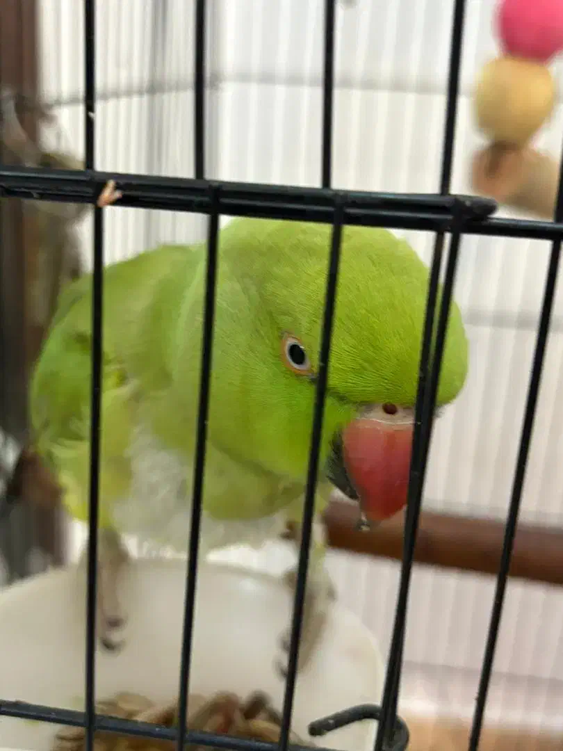 طوطی ملنگو نر|پرنده|آستانه اشرفیه, |دیوار