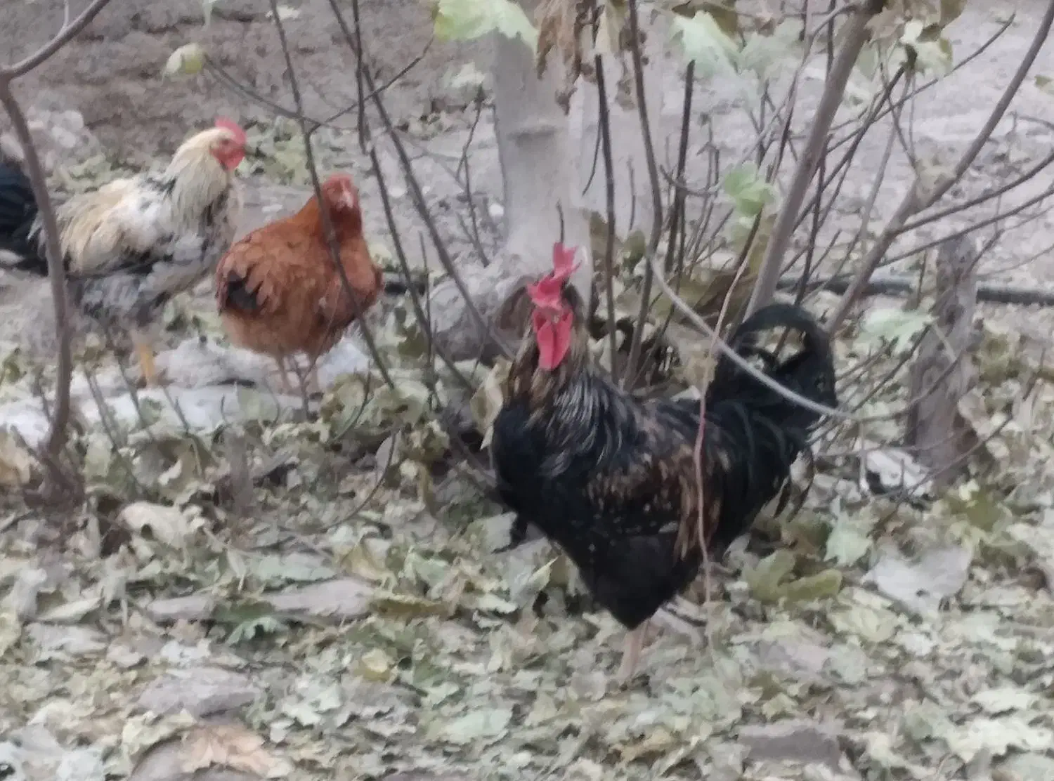 فروش تعدادی مرغ و خروس|حیوانات مزرعه|شهریار, شهریار|دیوار