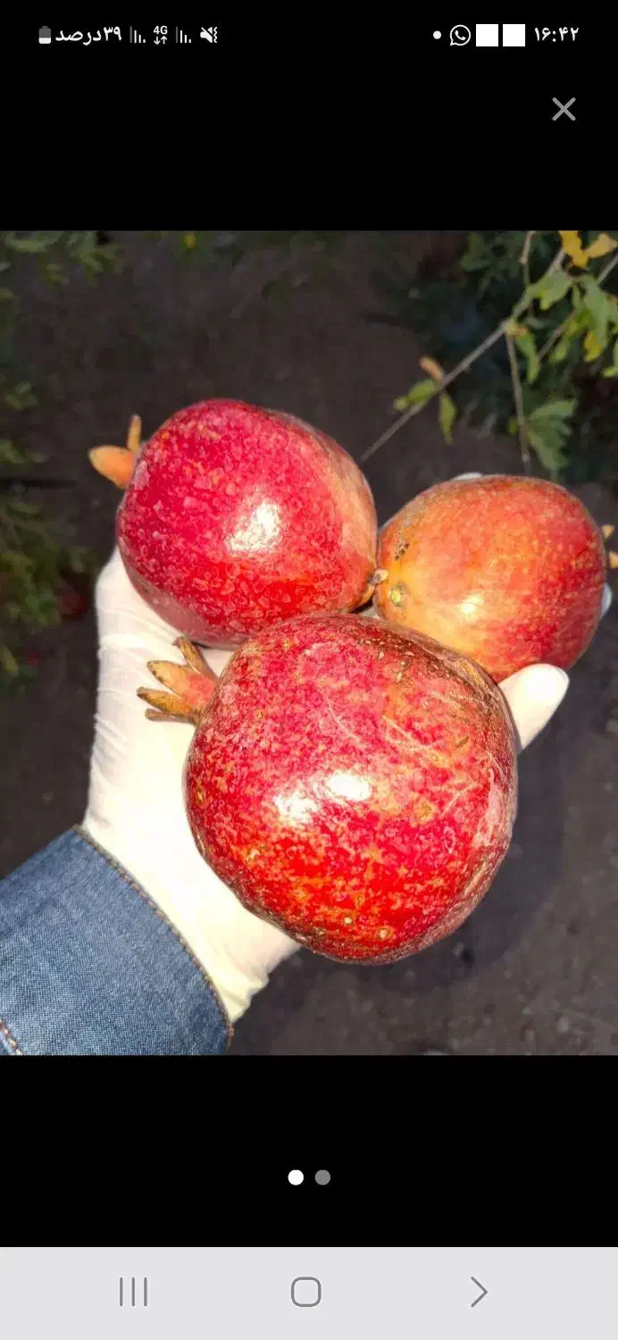 ارگانیک کده|خوردنی و آشامیدنی|شاهین‌شهر, شهرک گلدیس|دیوار