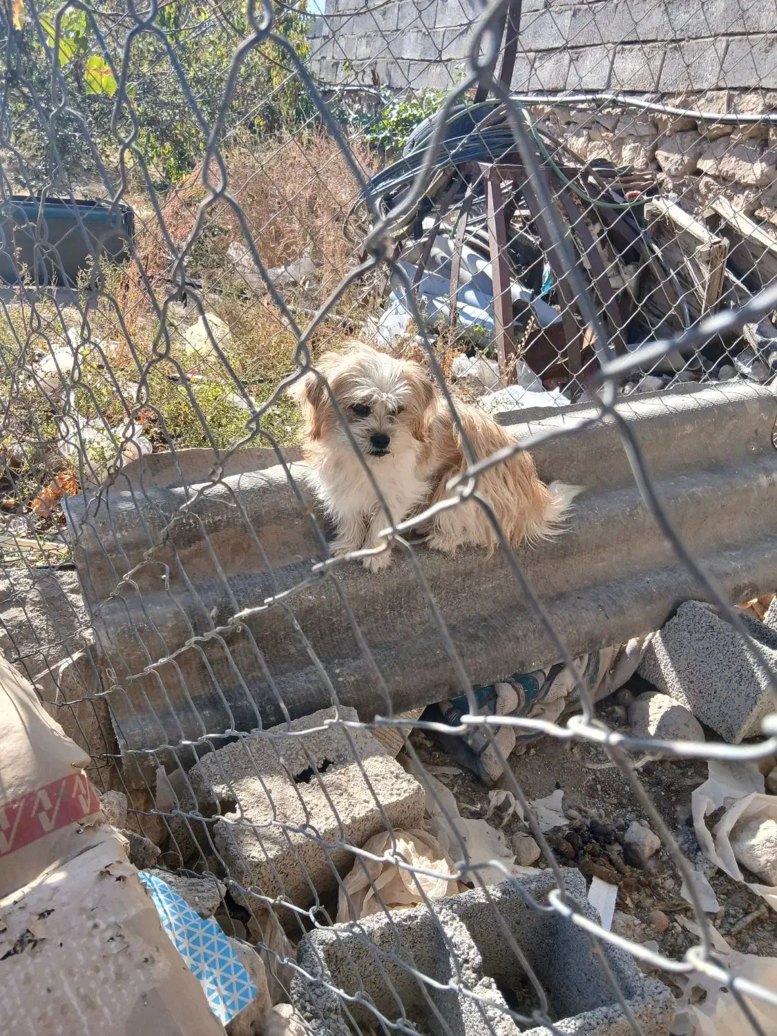 سگ شیتزو|سگ|آذرشهر, |دیوار