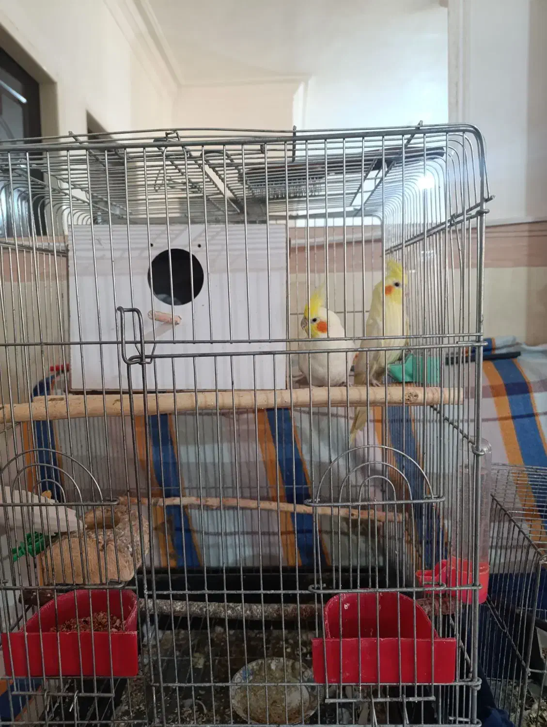 عروس هلندی|پرنده|تاکستان, |دیوار