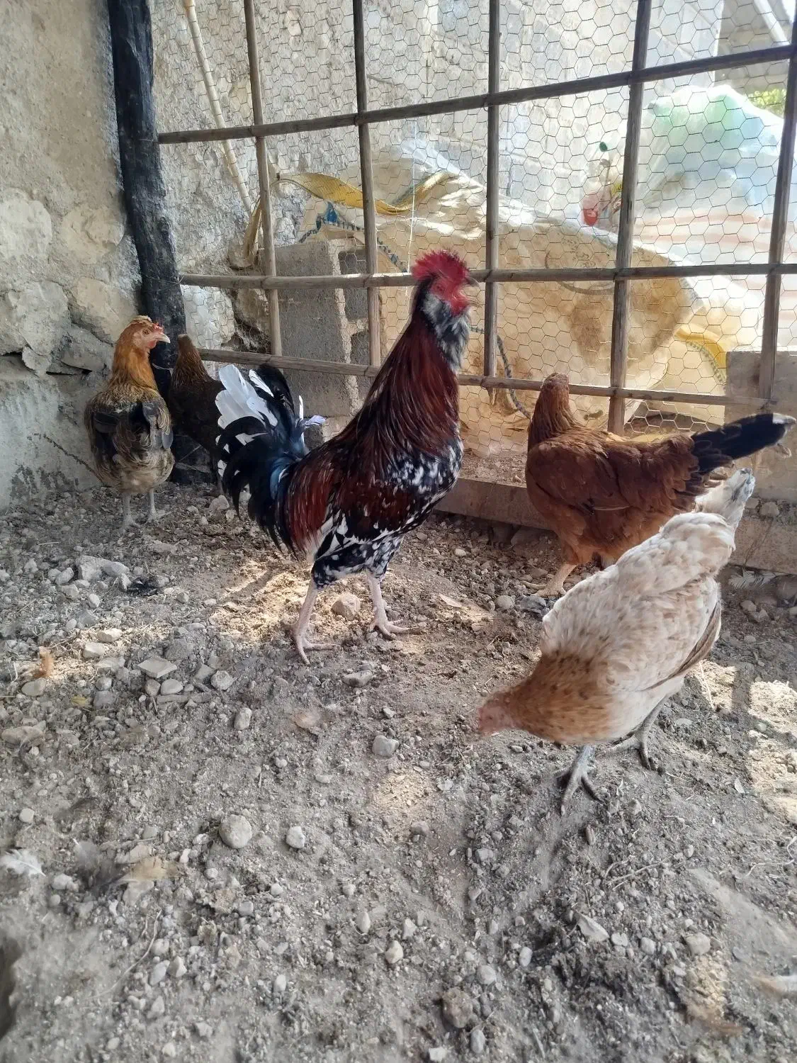 مرغ خروس|حیوانات مزرعه|خمیر, |دیوار