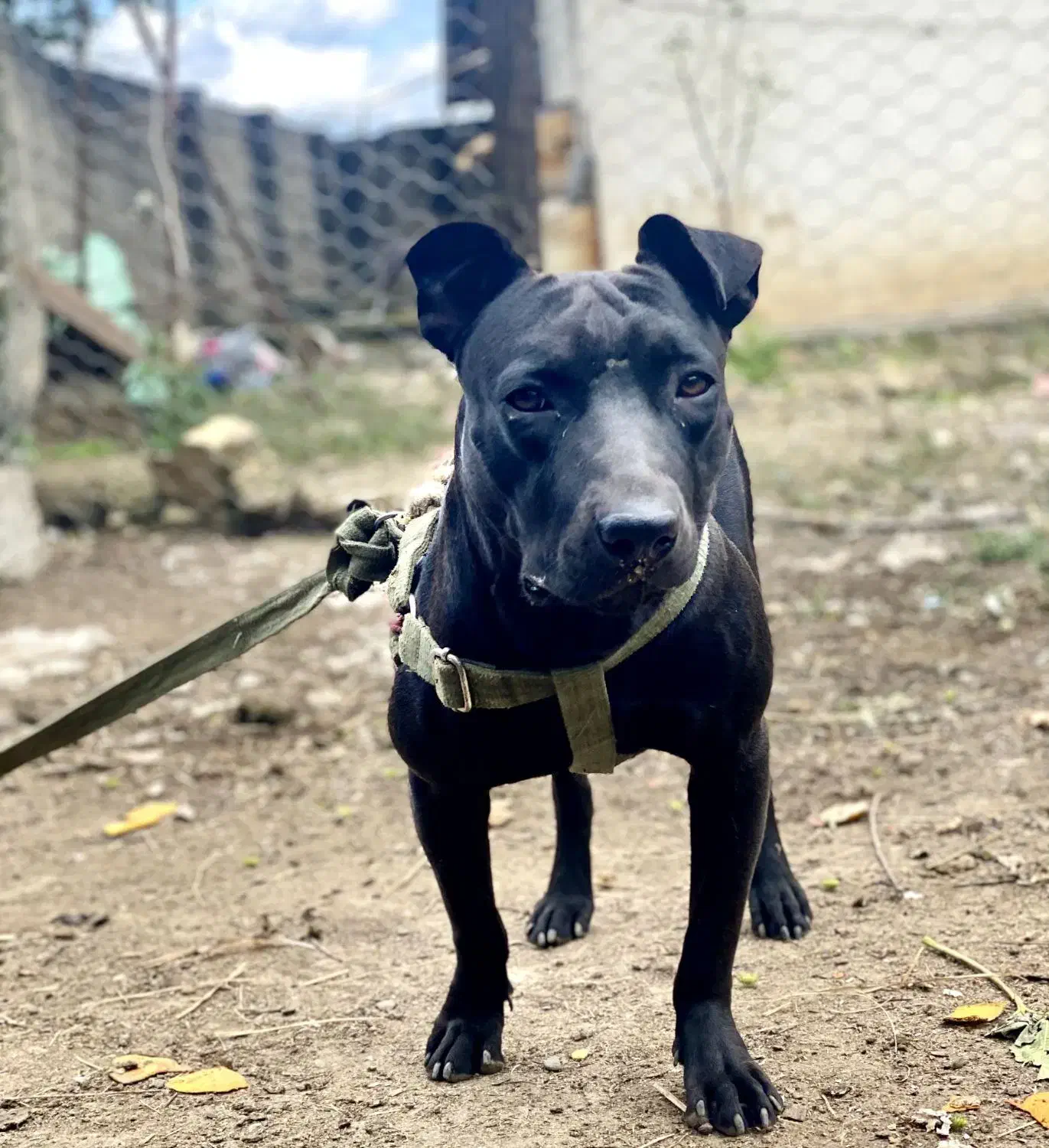 سگ پیتبول|سگ|ماسال, |دیوار