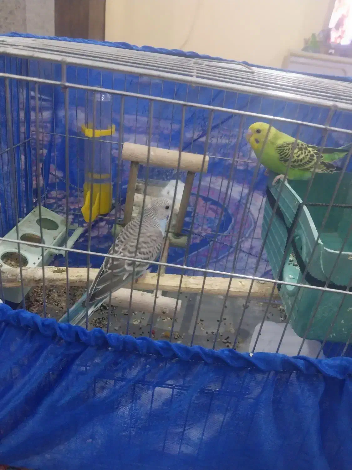 مرغ عشق|پرنده|تهران, خزانه|دیوار