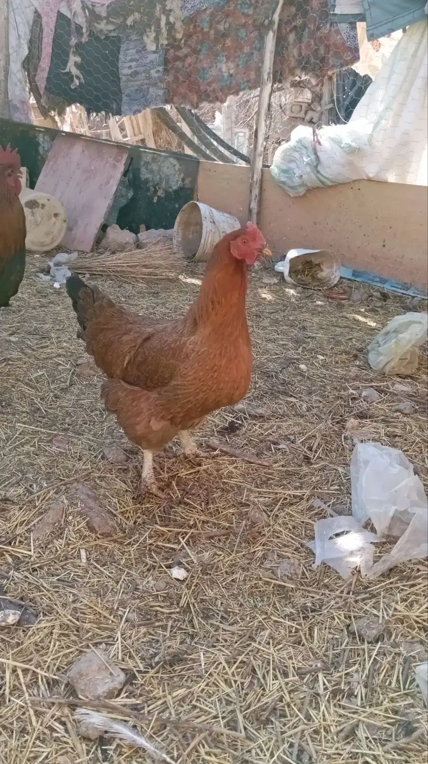 فروش تخم مرغ محلی|خوردنی و آشامیدنی|توکهور, |دیوار