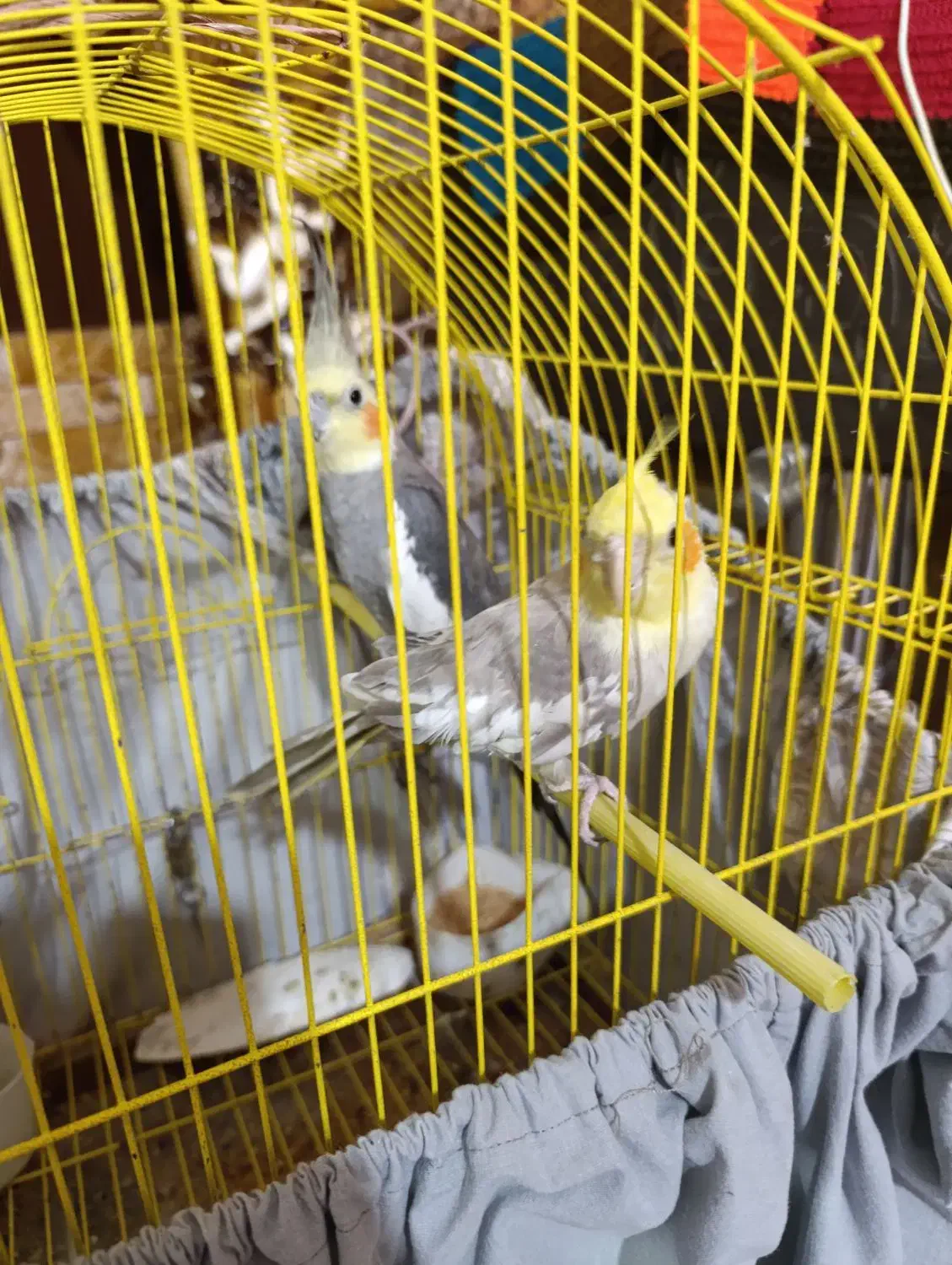 فروش عروس هلندی|پرنده|سرخرود, |دیوار