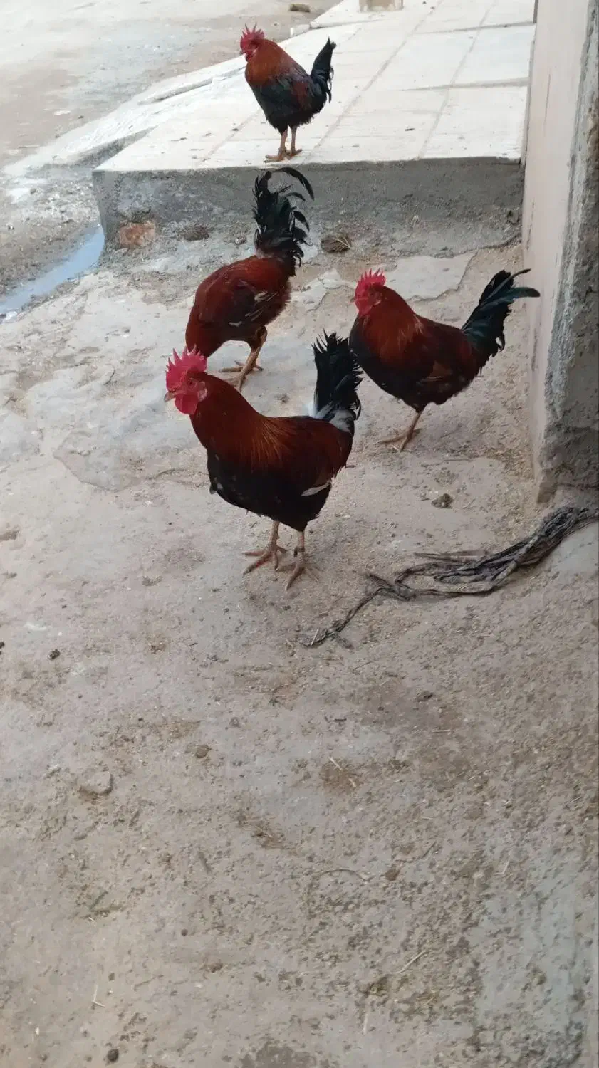 خروس|حیوانات مزرعه|کوهدشت, |دیوار