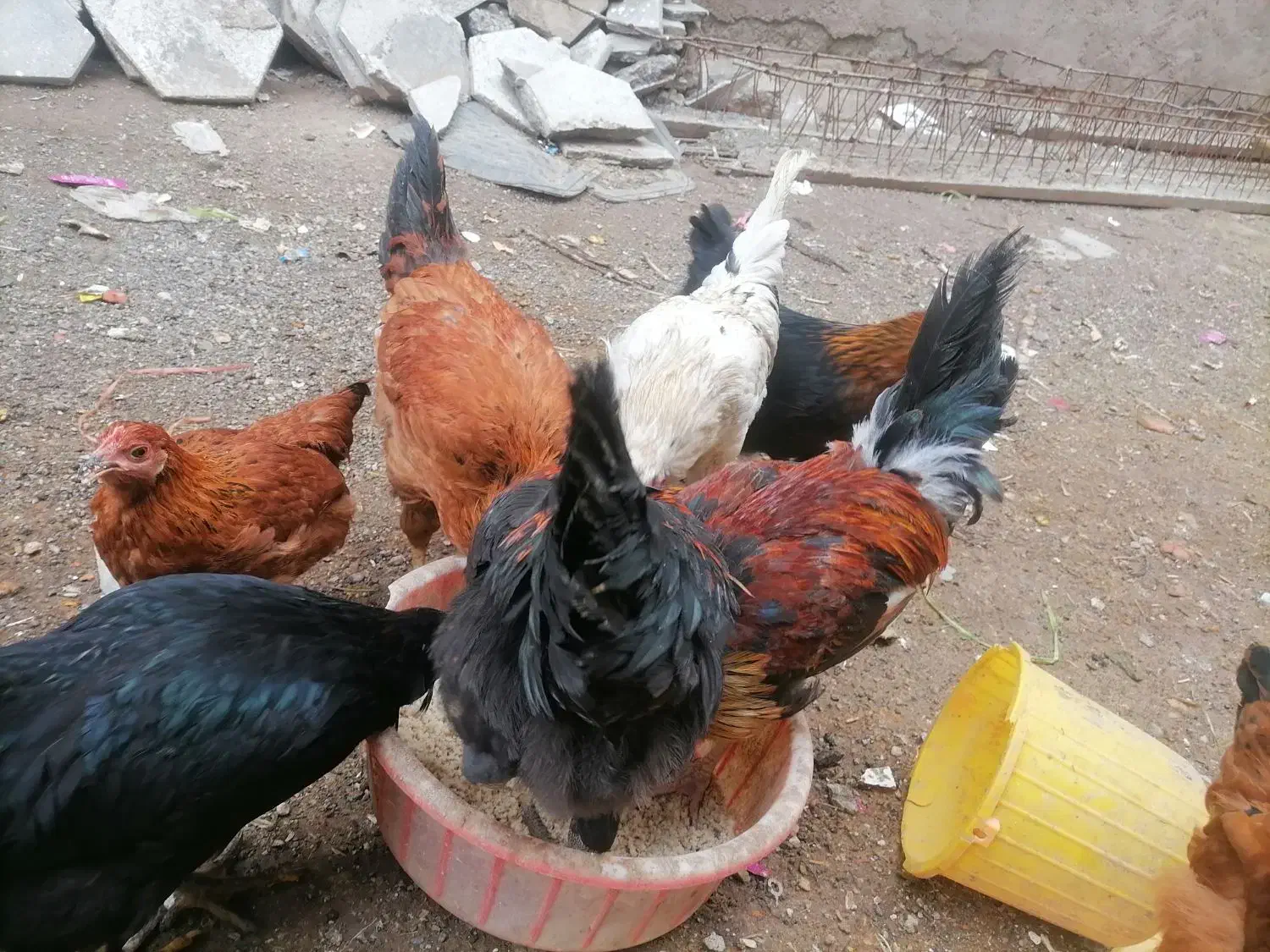 خروس بالغ 10 ماهه|حیوانات مزرعه|سبزوار, شهرک جهاد|دیوار