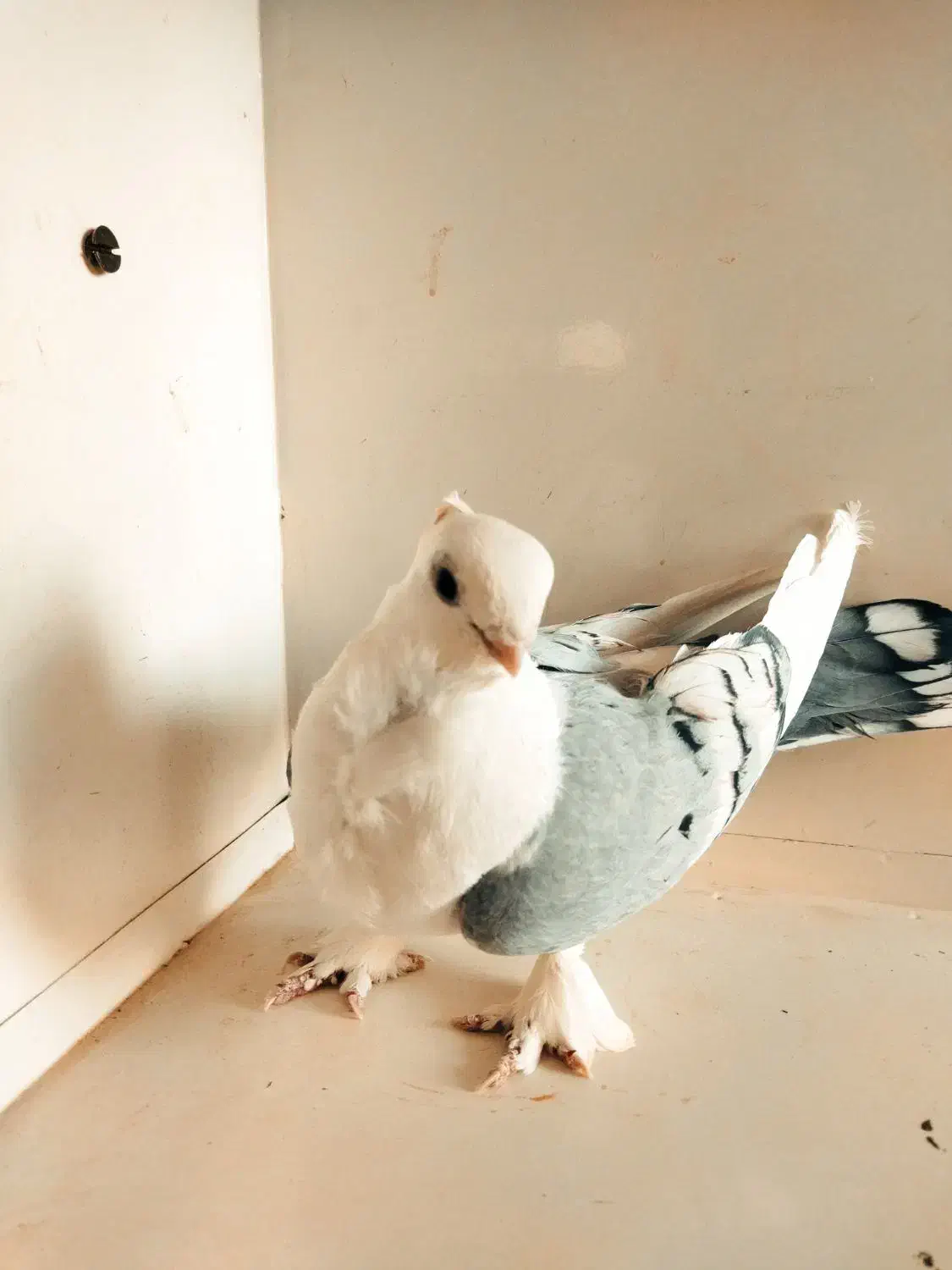 کبوتر پرشی کاشان|پرنده|کاشان, طاهرآباد|دیوار